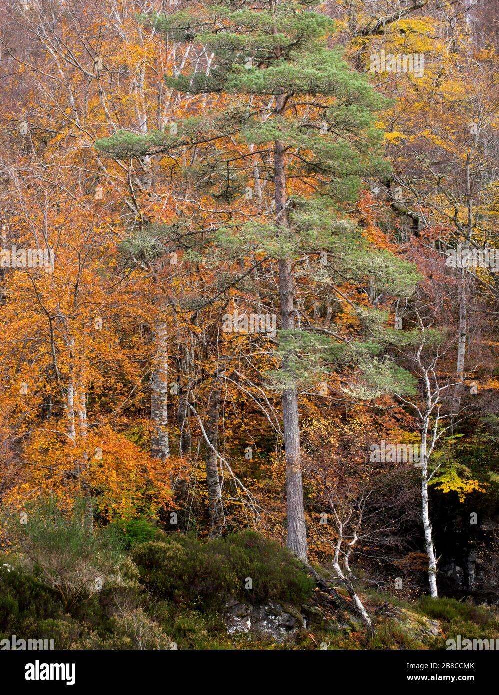 Woodland at The Falls of Rogie, Ross-shire, Highlands of Scotland, UK Stock Photo