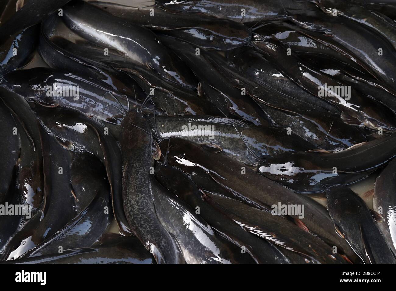 Catfish fish, Catfish fish black, Catfish many background Stock Photo