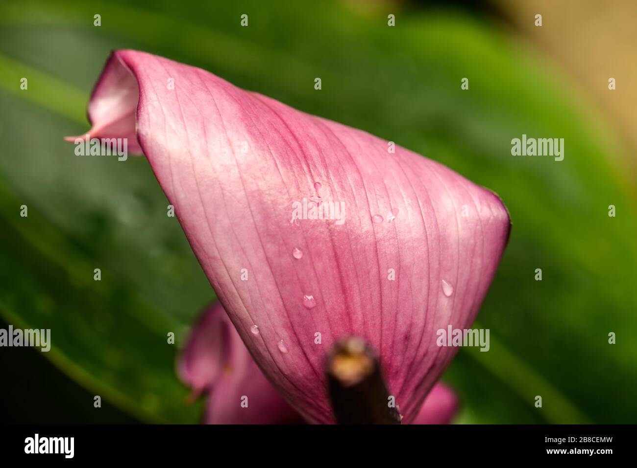 Isolated pink flower petal with water droplets against a large green leaf. Stock Photo