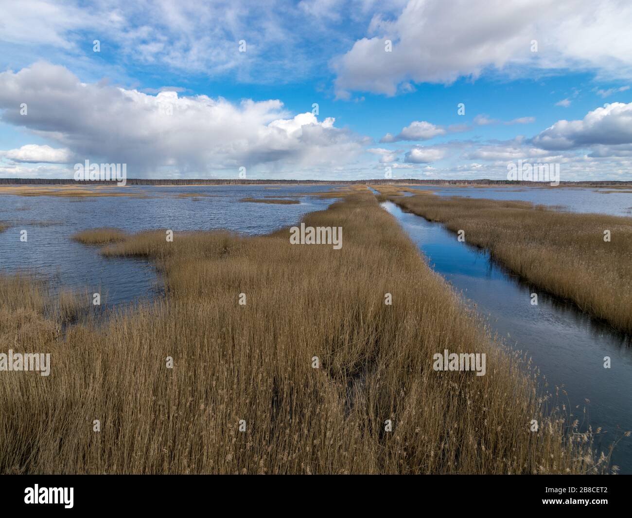 view from tower to bog lake, many reeds, sky glare in water, Sedas bog ...