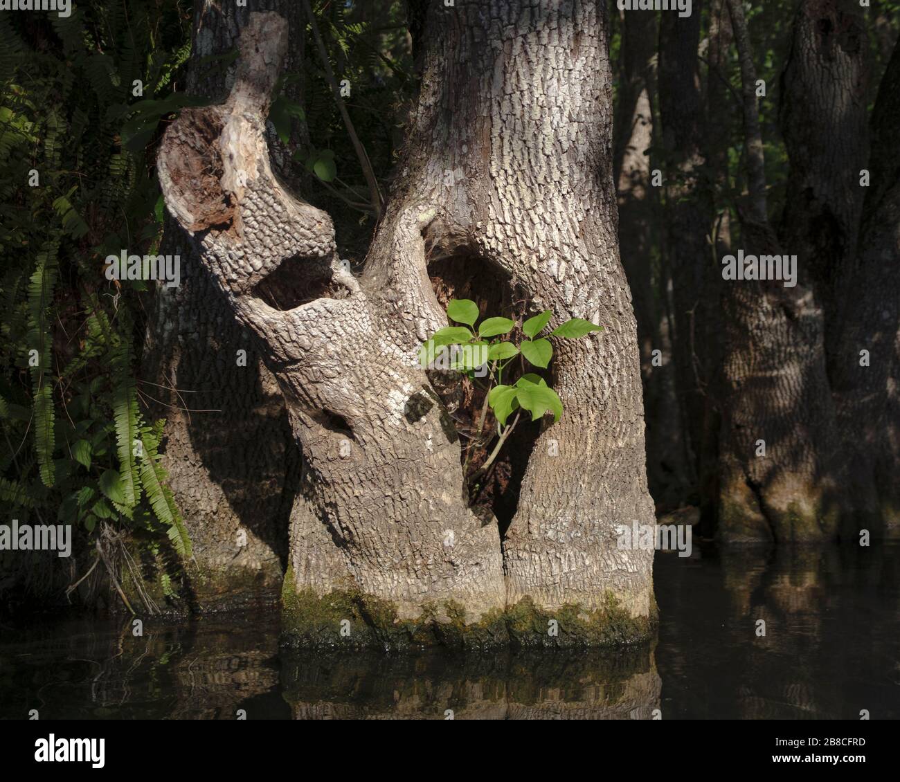 Base of a Tupelo tree on the Rainbow River. Dunnellon, Florida. Stock Photo