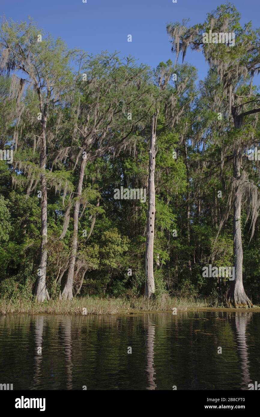 Riverbank of Rainbow River with a snag and cypress trees draped in Spanish Moss. Dunnellon, Florida Stock Photo