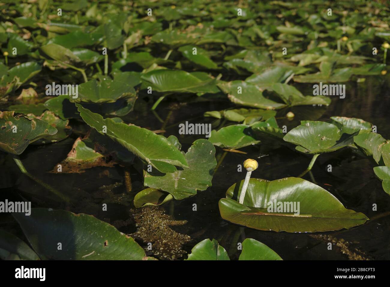 Spatterdock, Cow lily. Rainbow River. Dunnellon Florida. Yellow flower head and leaves. Stock Photo