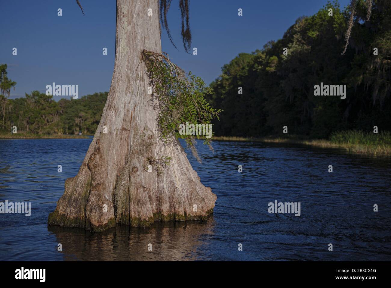 Cypress tree near the middle of the river. Spring fed Rainbow River. Dunnellon, Florida. Stock Photo