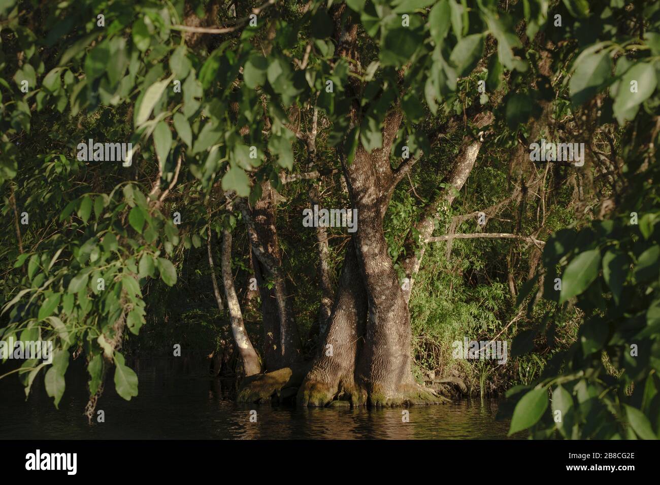 Tupelo trees along the bank of the scenic and spring fed Rainbow River. Dunnellon, Florida Stock Photo