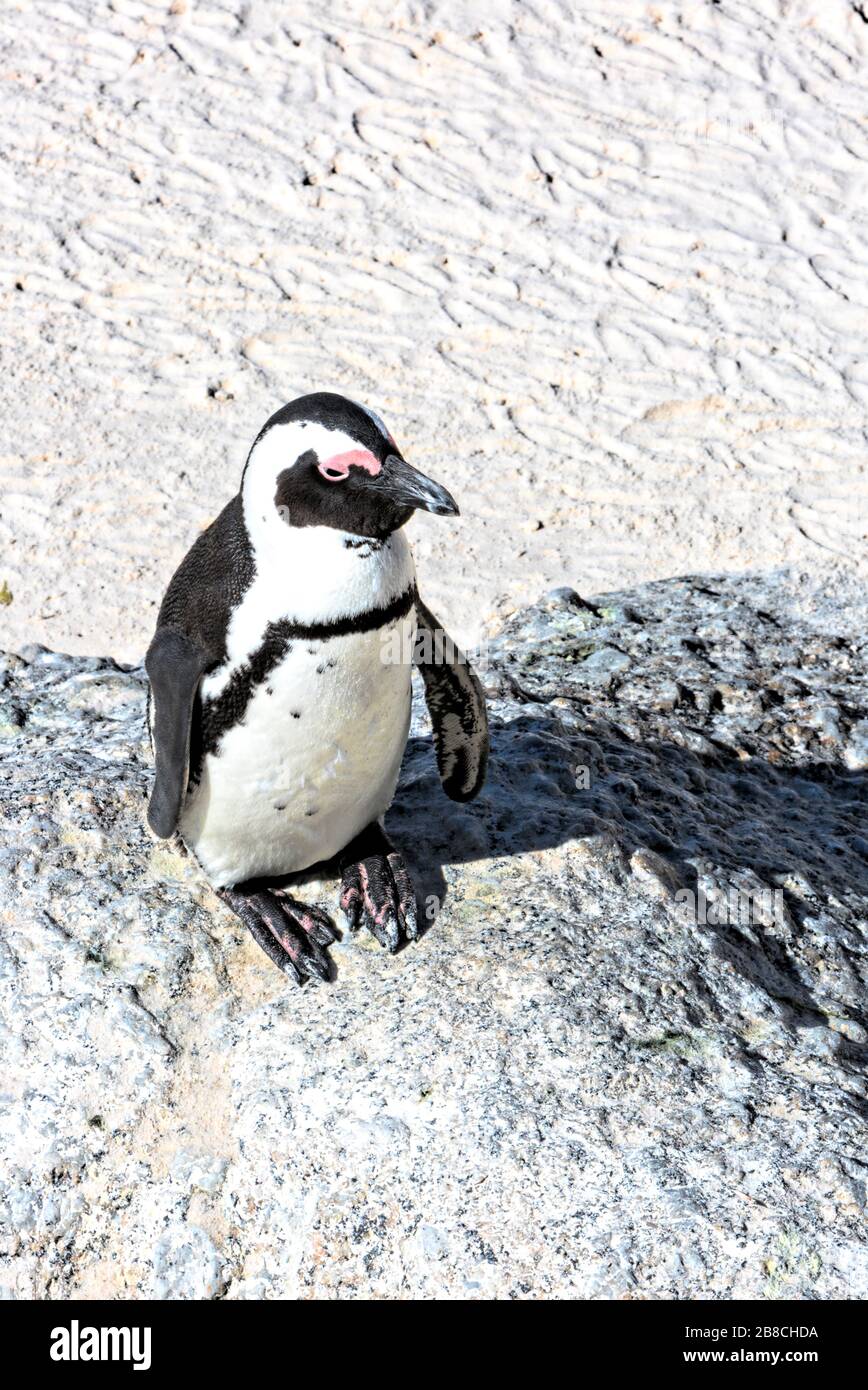 Portrait of an African penguin in the colony at Boulders Beach, near Simon's Town, South Africa Stock Photo