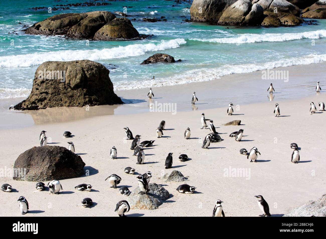 Gregarious African penguins on Boulders Beach in False Bay, Cape Town Stock Photo