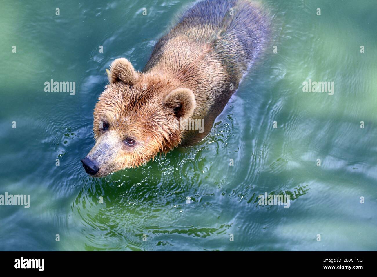 Bear, Grizzly Bear in Water, The Bear is a Fierce Animal, The Bear is Wildlife Stock Photo