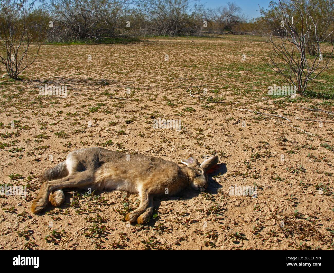 A dead Jackrabbit in a remote area of the Arizona desert. It is rare to  find a dead animal intact in the desert since predators and scavengers  would q Stock Photo -