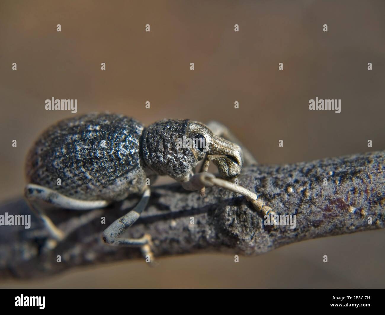 Species of beetle native hi-res stock photography and images - Alamy