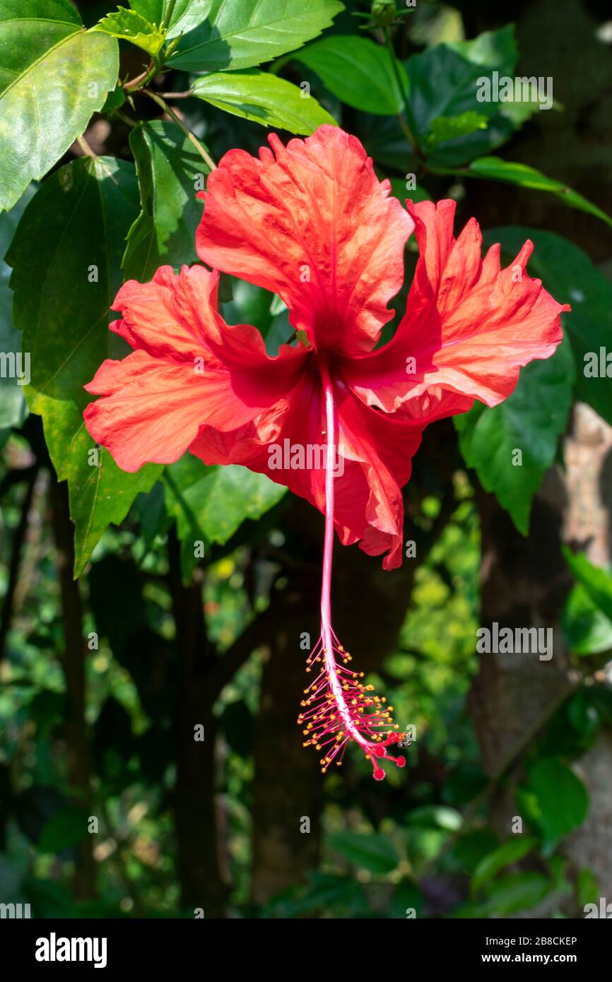 India, Goa January 2 2020 A beautiful red hibiscus Stock Photo Alamy