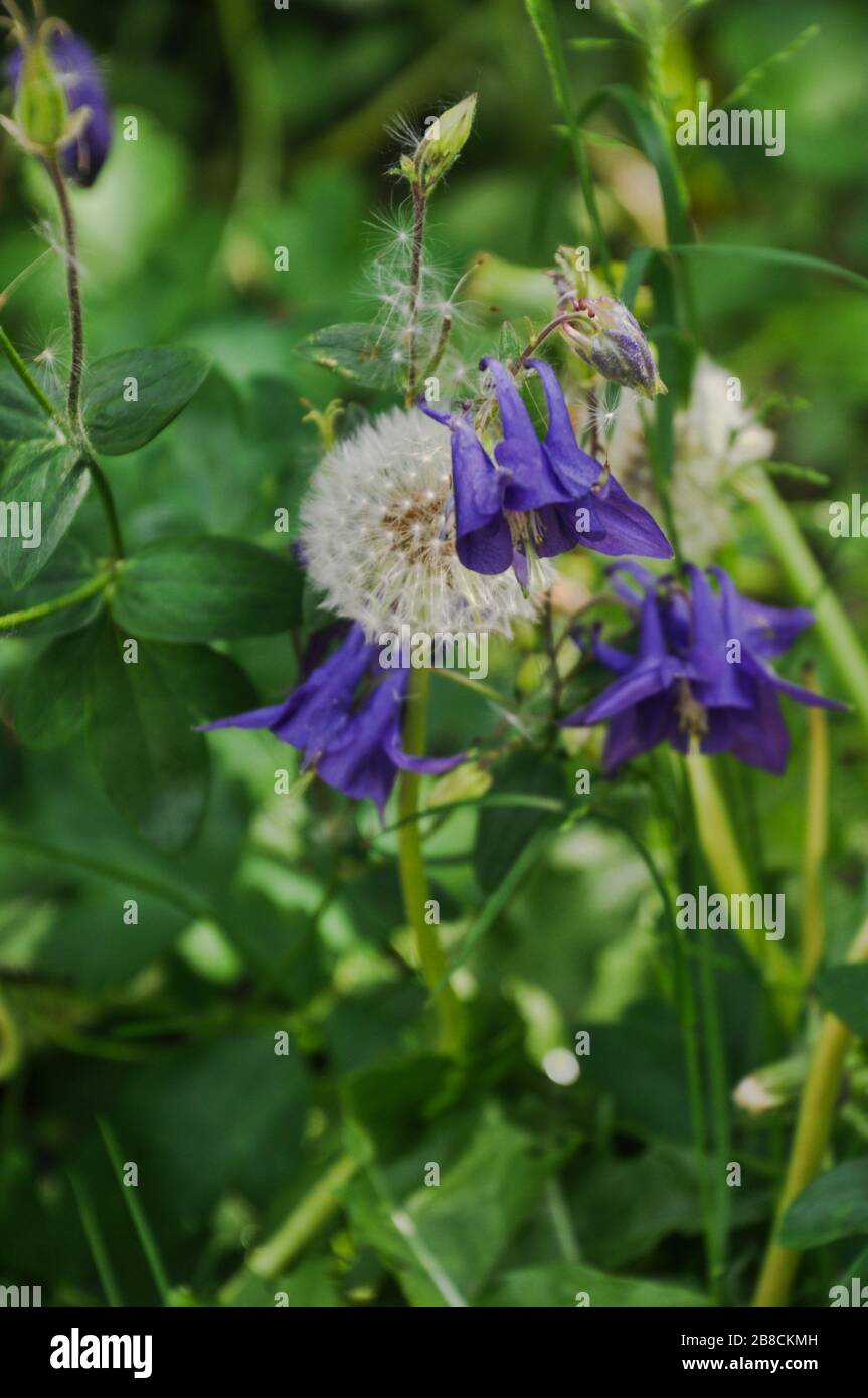 Vivid purple columbine flower and fluffy dandelion flowers surrounded by leaves and grass. Stock Photo