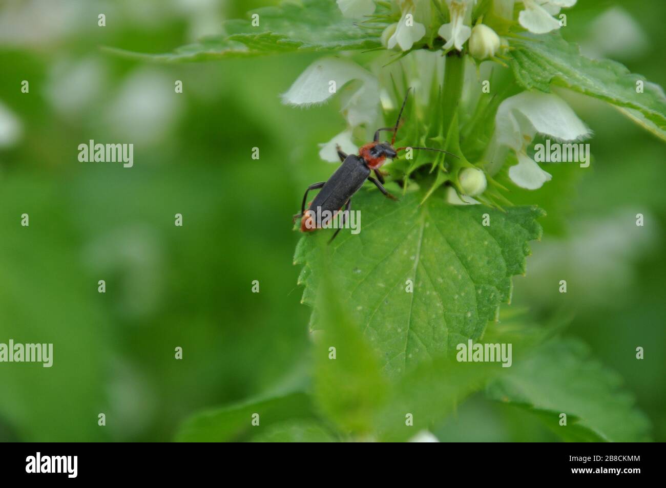 Cantharis fusca beetle sits on a leaf of a dead-nettle plant Stock Photo
