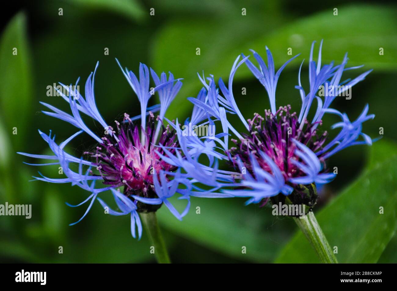 Close-up of two bright blue garden cornflowers in blossom. Springtime. Stock Photo