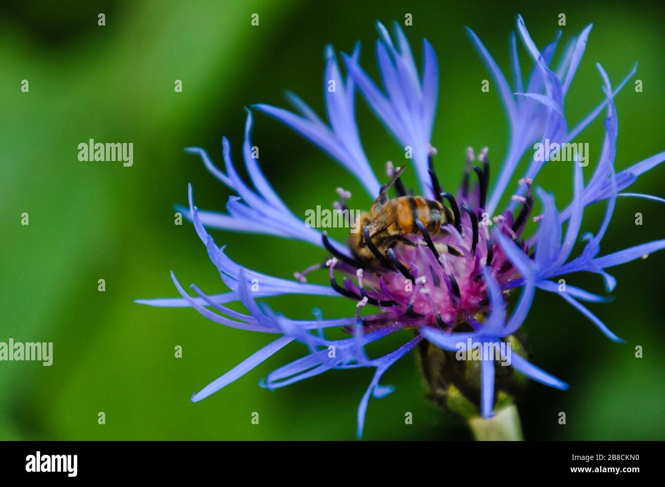A bee pollinates flower of knapweed in the garden. Stock Photo