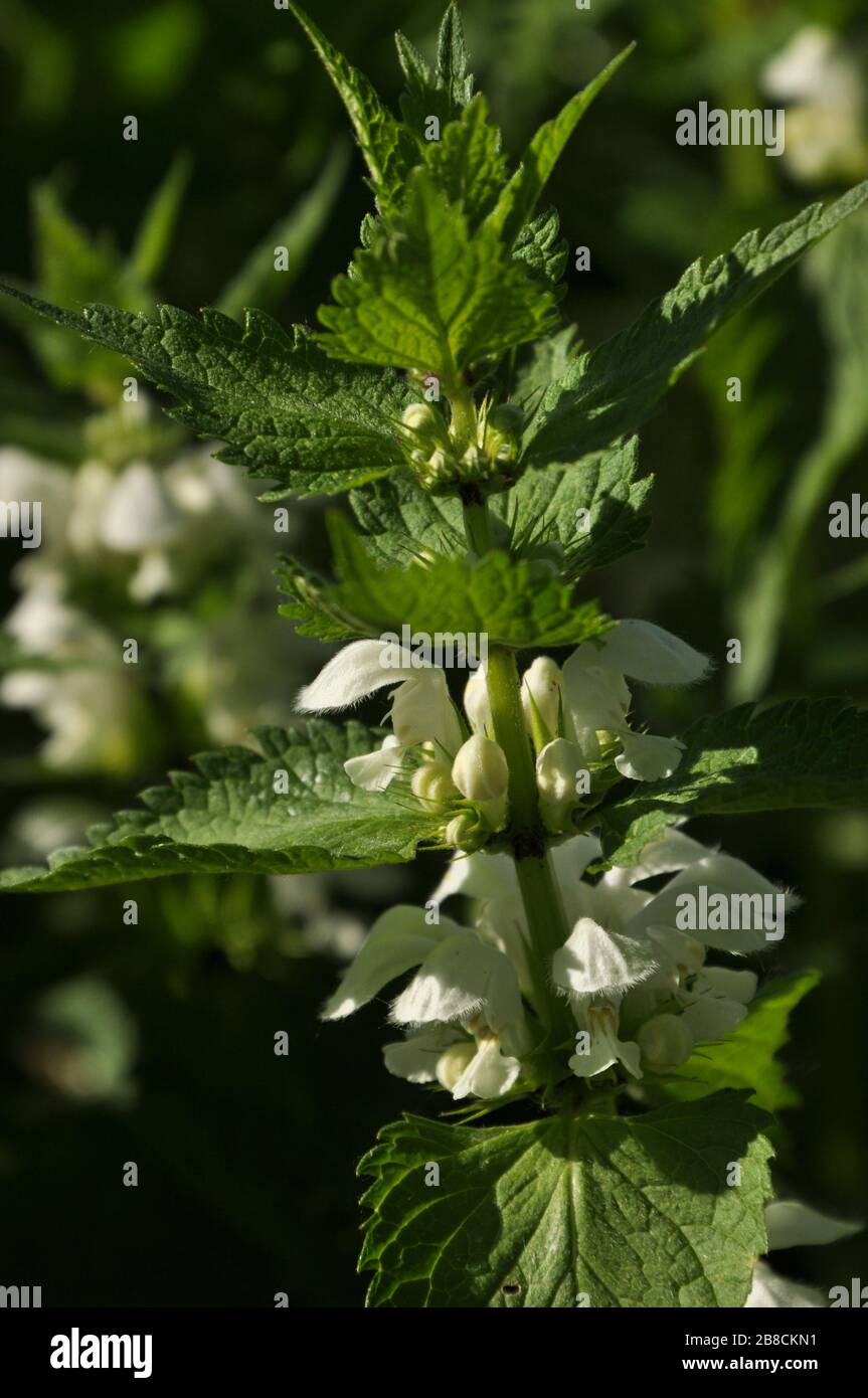 Plant of lamium album (white dead-nettle) with flowers and buds surrounded by leaves. Stock Photo