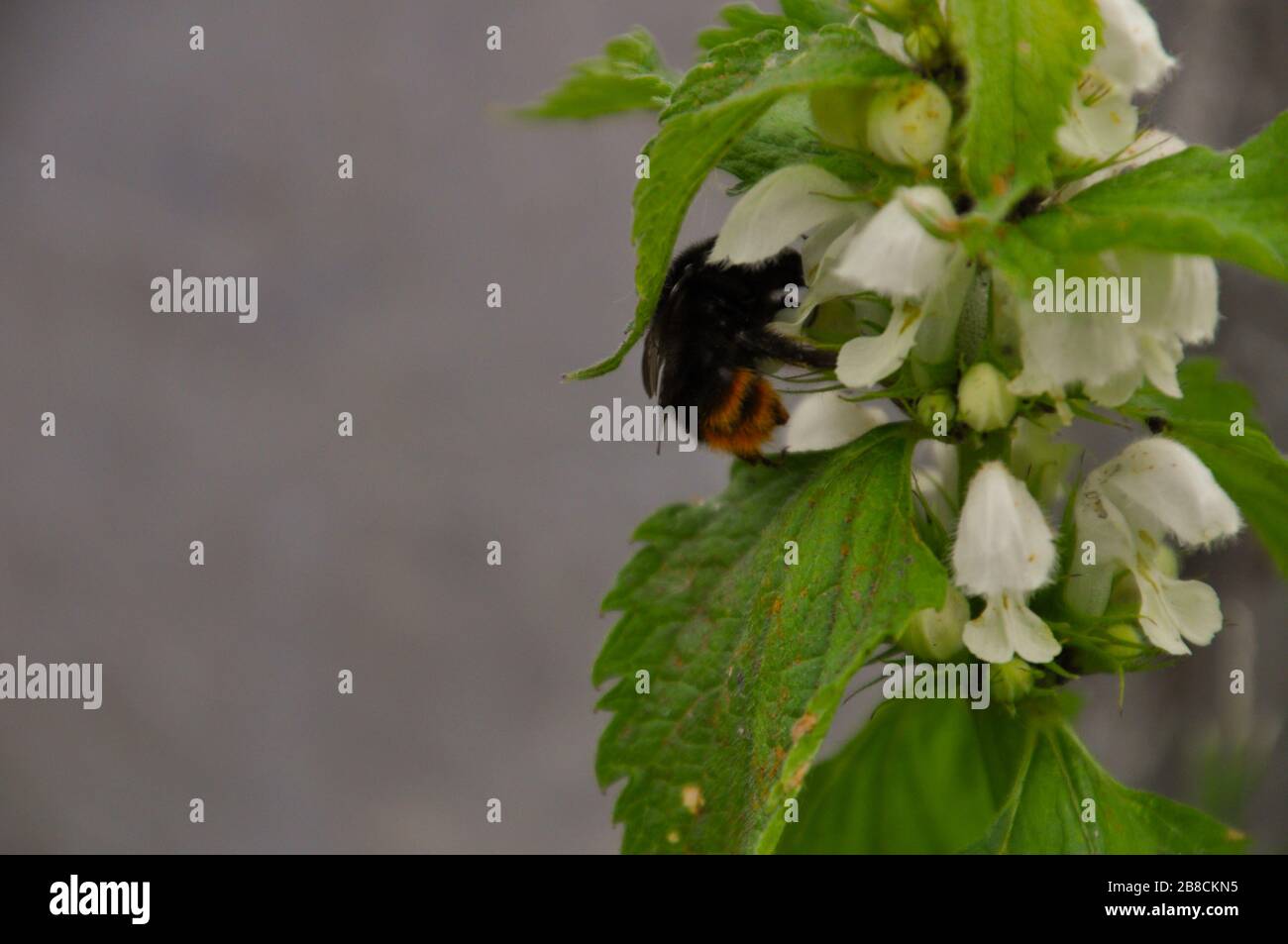 Bumblebee is looking for a nectar in the dead-nettle flowers. Close-up. Stock Photo