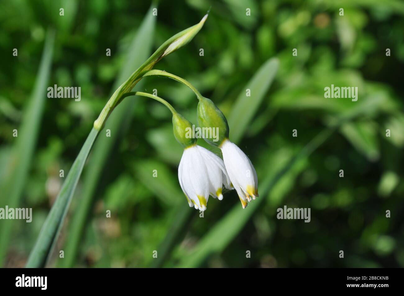 Close-up photo of leucojum vernum flowers. This plant is better known ...