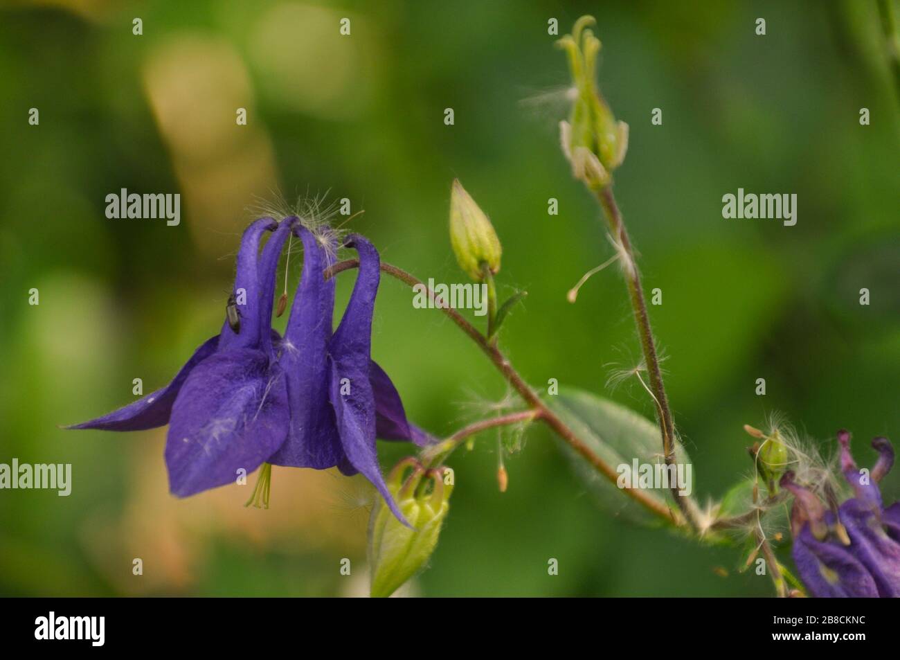 Aquilegia plant with flowers and buds close-up view. Spring garden. Stock Photo