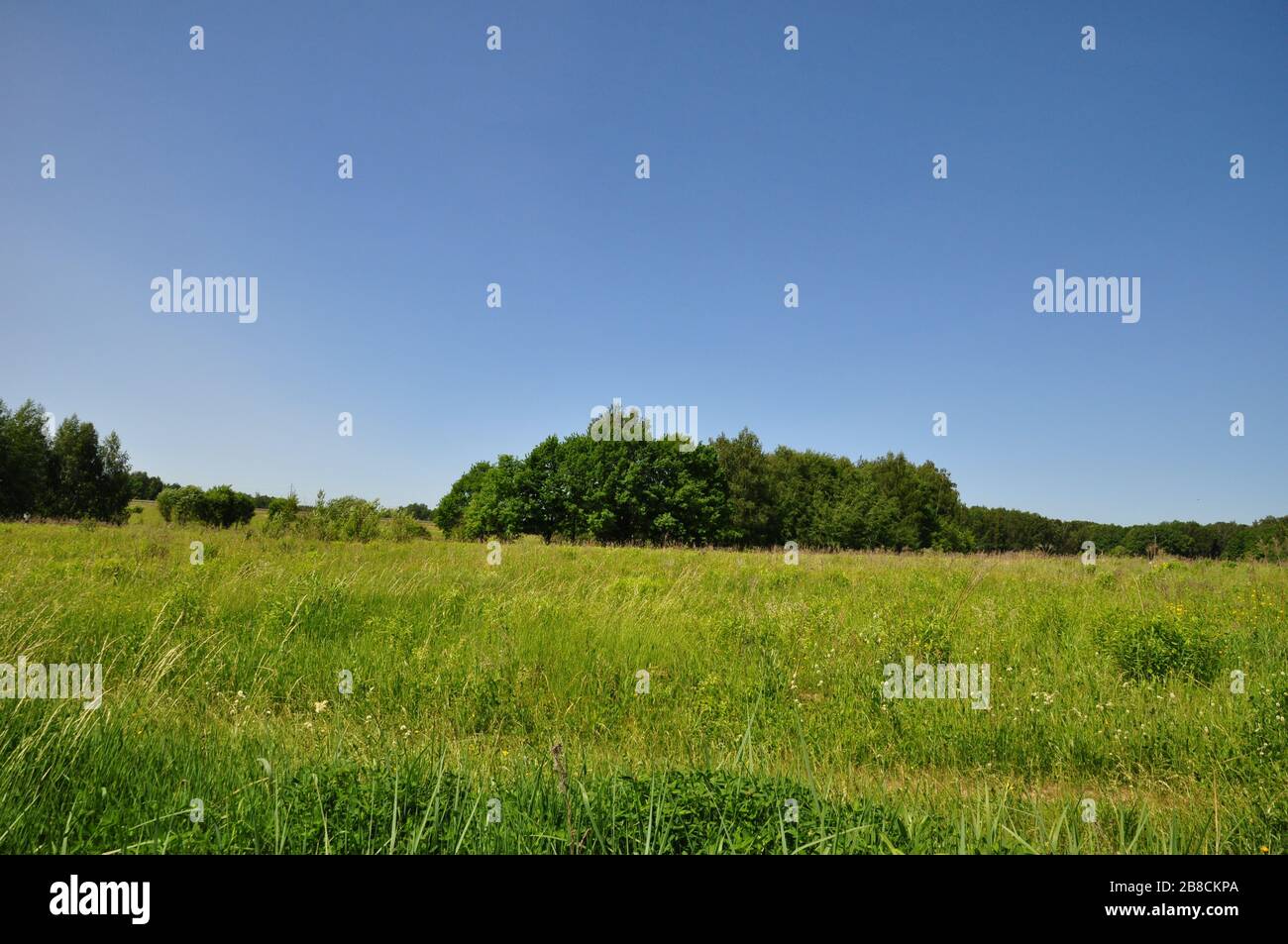 Countryside landscape with group of trees. Stock Photo