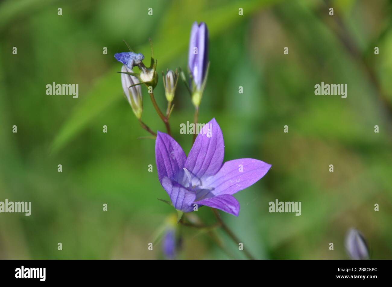 Close-up of Campanula patula flowers. This plant is known as spreading bellflower. Stock Photo