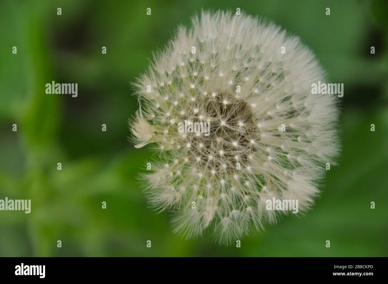 Fluffy dandelion in the wind close-up view. Springtime. Stock Photo