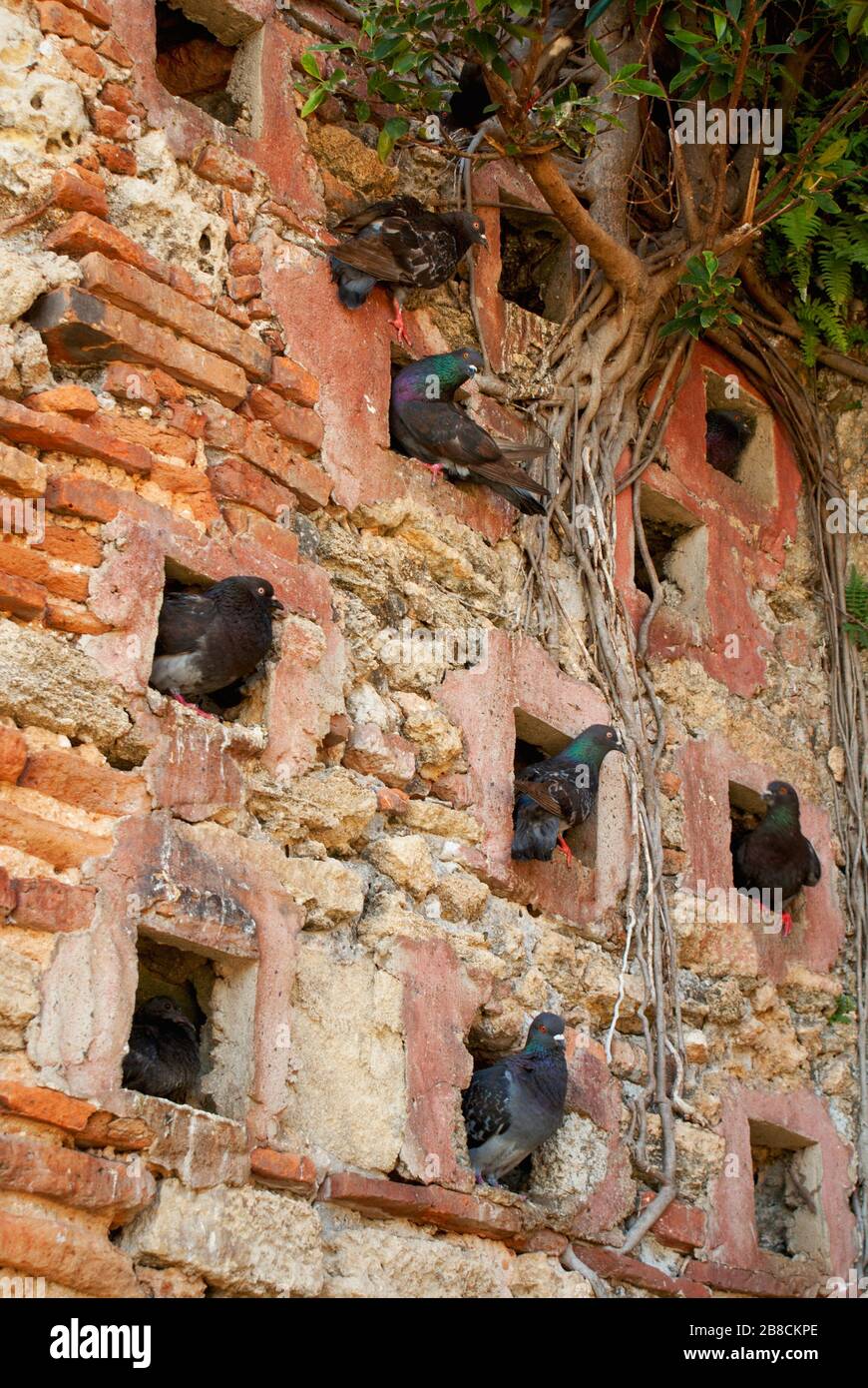 A group of pigeons inside the holes of an old building in Parque Las Palomas, San Juan, Puerto Rico. Stock Photo