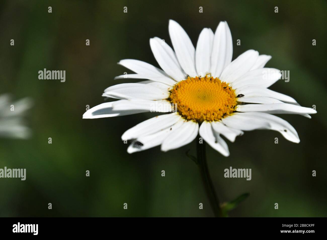 Close up of blossoming meadow camomile with blurred dark green background. Stock Photo
