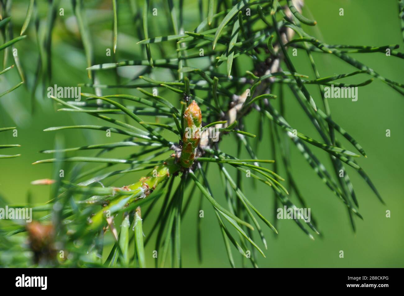 Close-up of needles and bud of pine tree Stock Photo