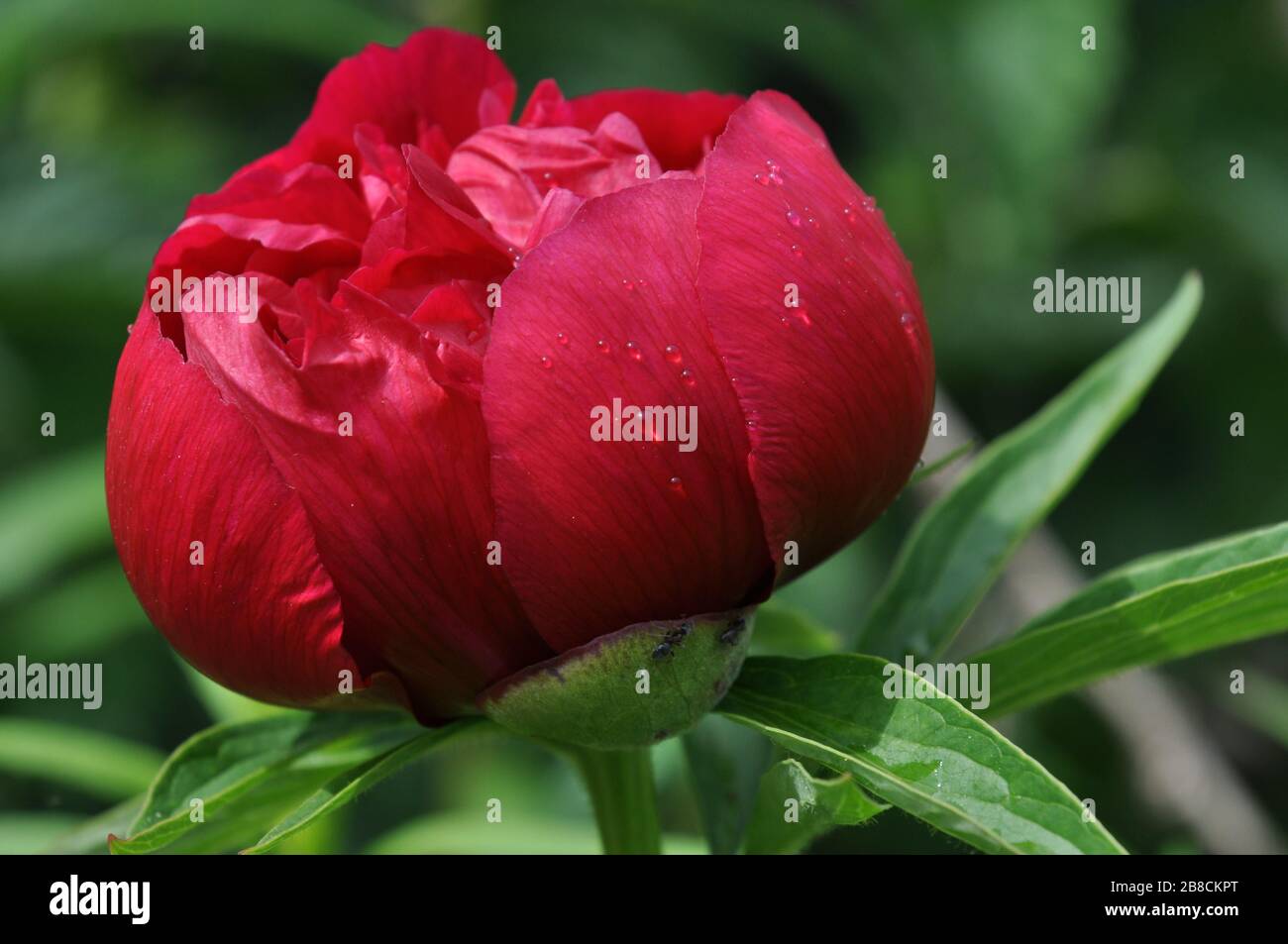 Burgeoning bright peony close-up with a water droplets on the petals. Stock Photo