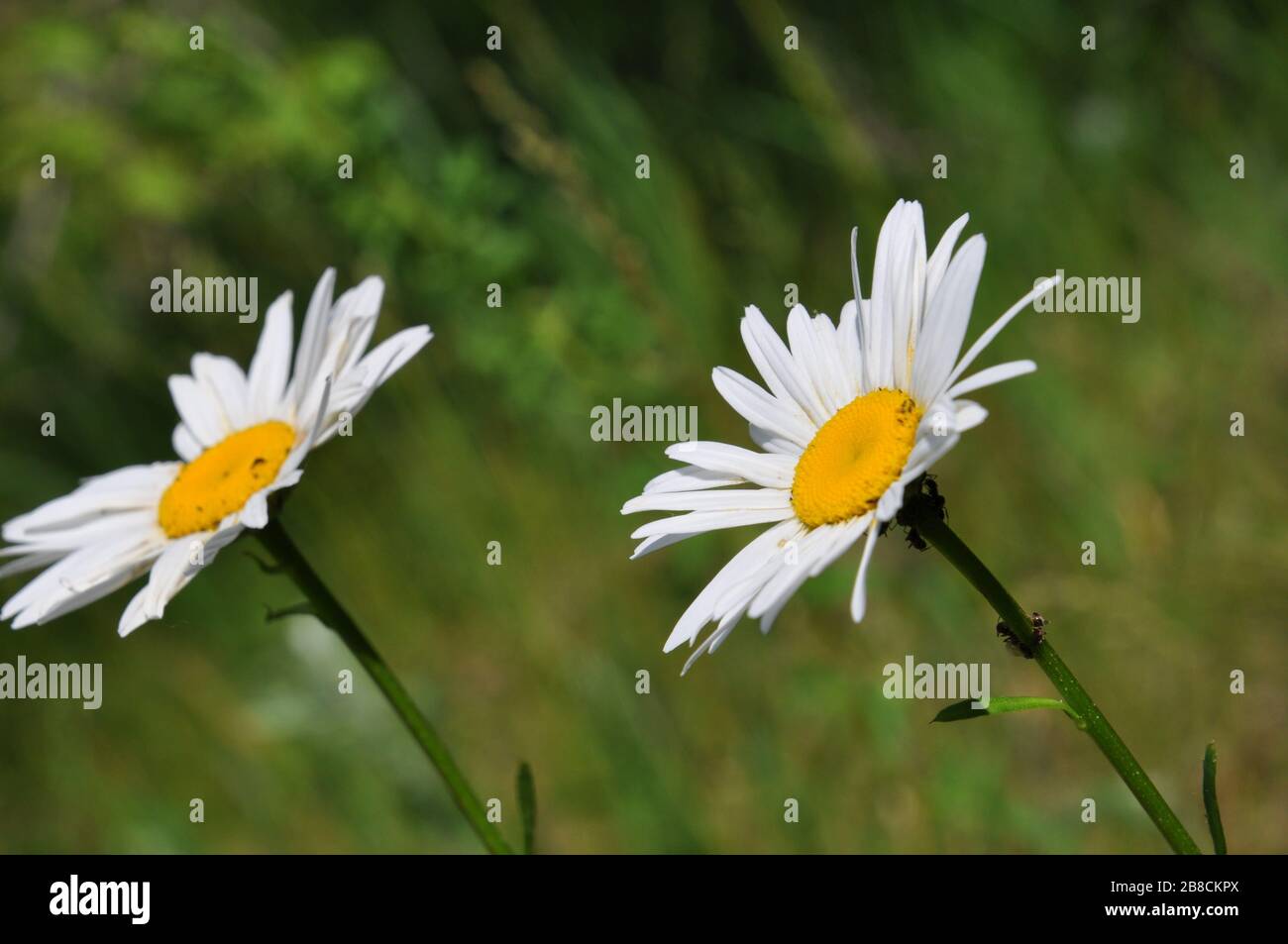 Two meadow chamomiles in the wind. Close-up view. Stock Photo