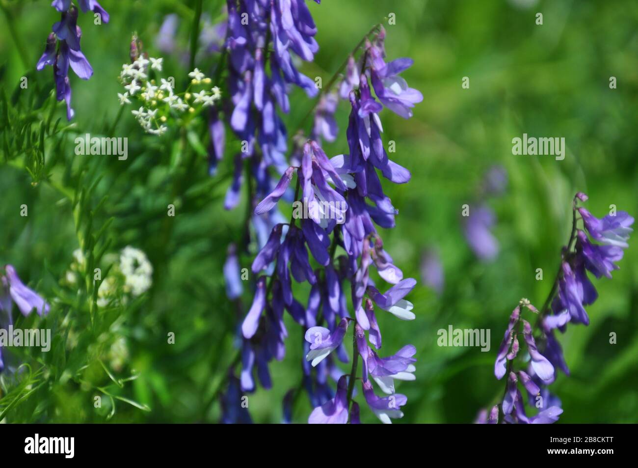 Closeup of vicia cracca plant's flowers. This wild plant is also known as cow, bird, tufted, boreal or a blue vetch. Stock Photo