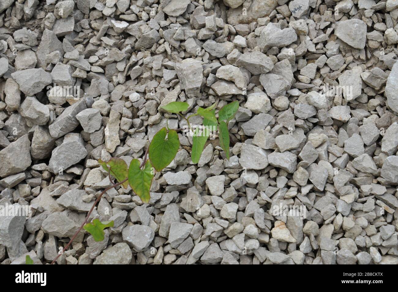 Bindweed plant growing on crushed stone Stock Photo