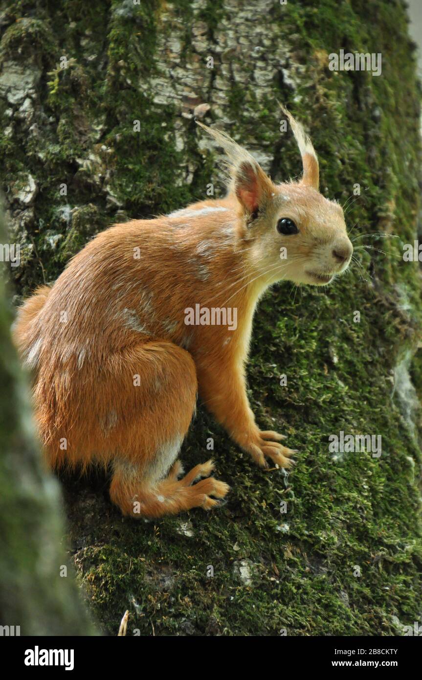 Close-up of a small squirrel which is sitting on the tree trunk. Stock Photo