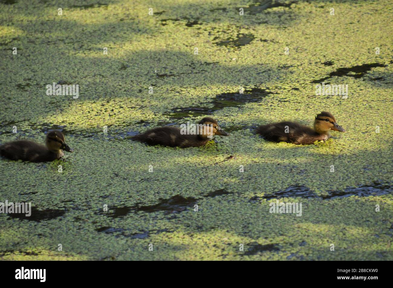 Three little mallard ducklings swimming in the pond. Early summer. Stock Photo