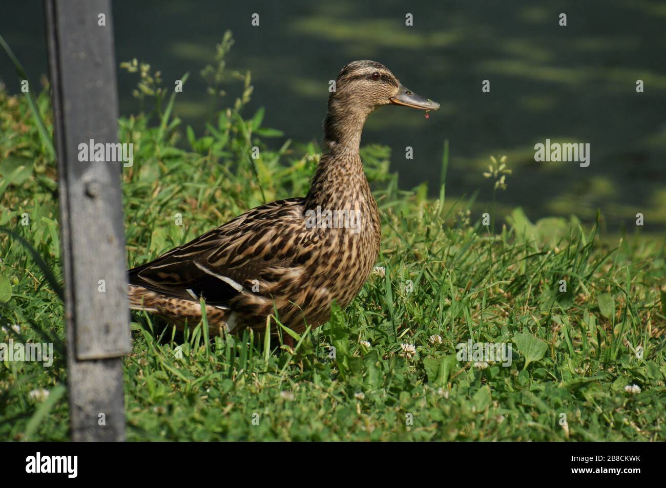 Mallard duck on bank of the pond. Stock Photo