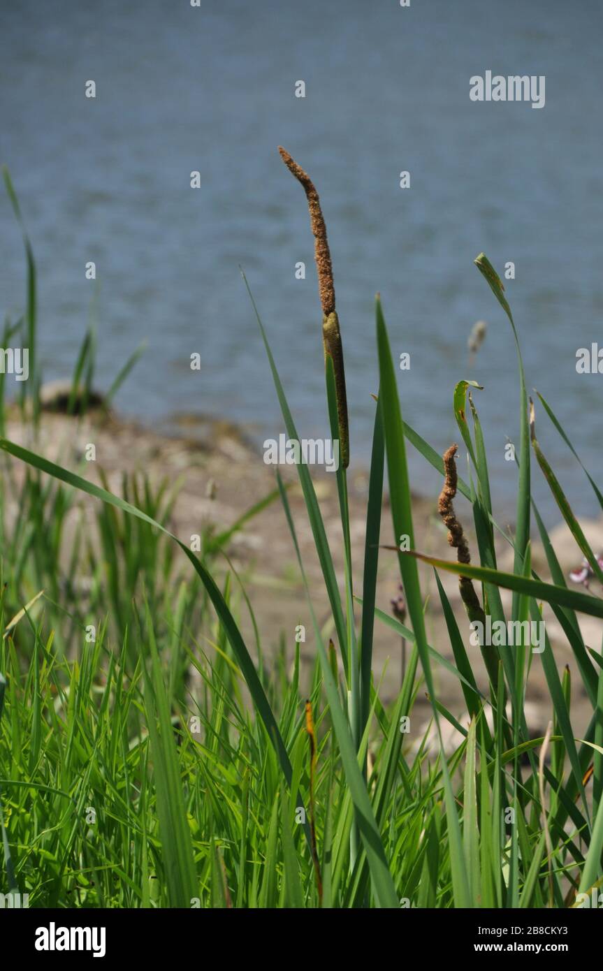 Flowering typha (reedmace, bulrush, reed, cattail) closeup. Stock Photo