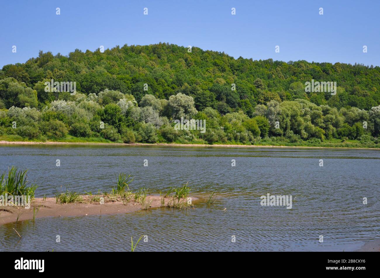 Riverscape on a summer day with Oka river, forest growing on a river bank and blue sky. Stock Photo