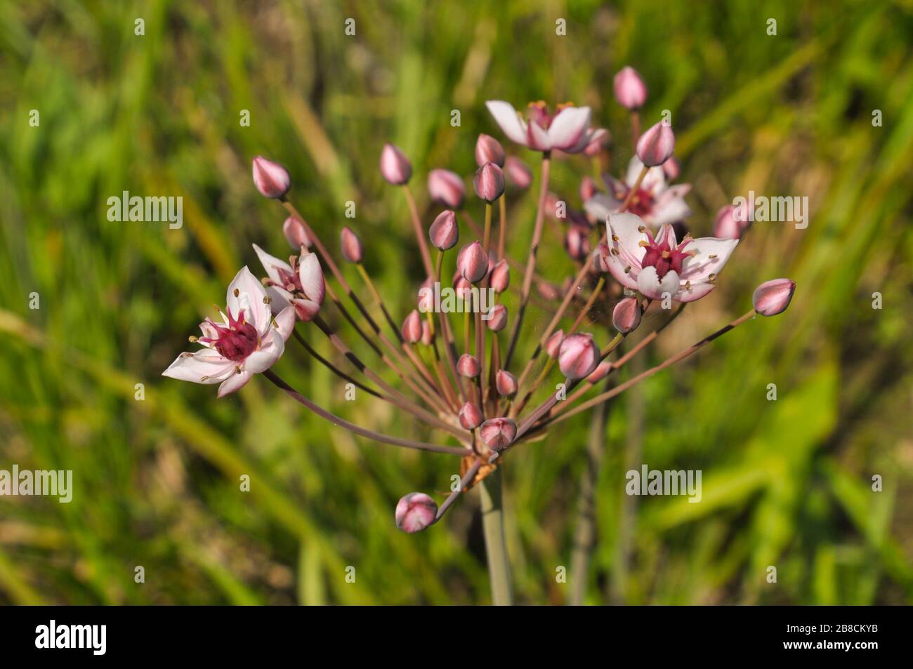 Closeup of blossoming butomus umbellatus wildflower. Common names include flowering rush or grass rush. Stock Photo