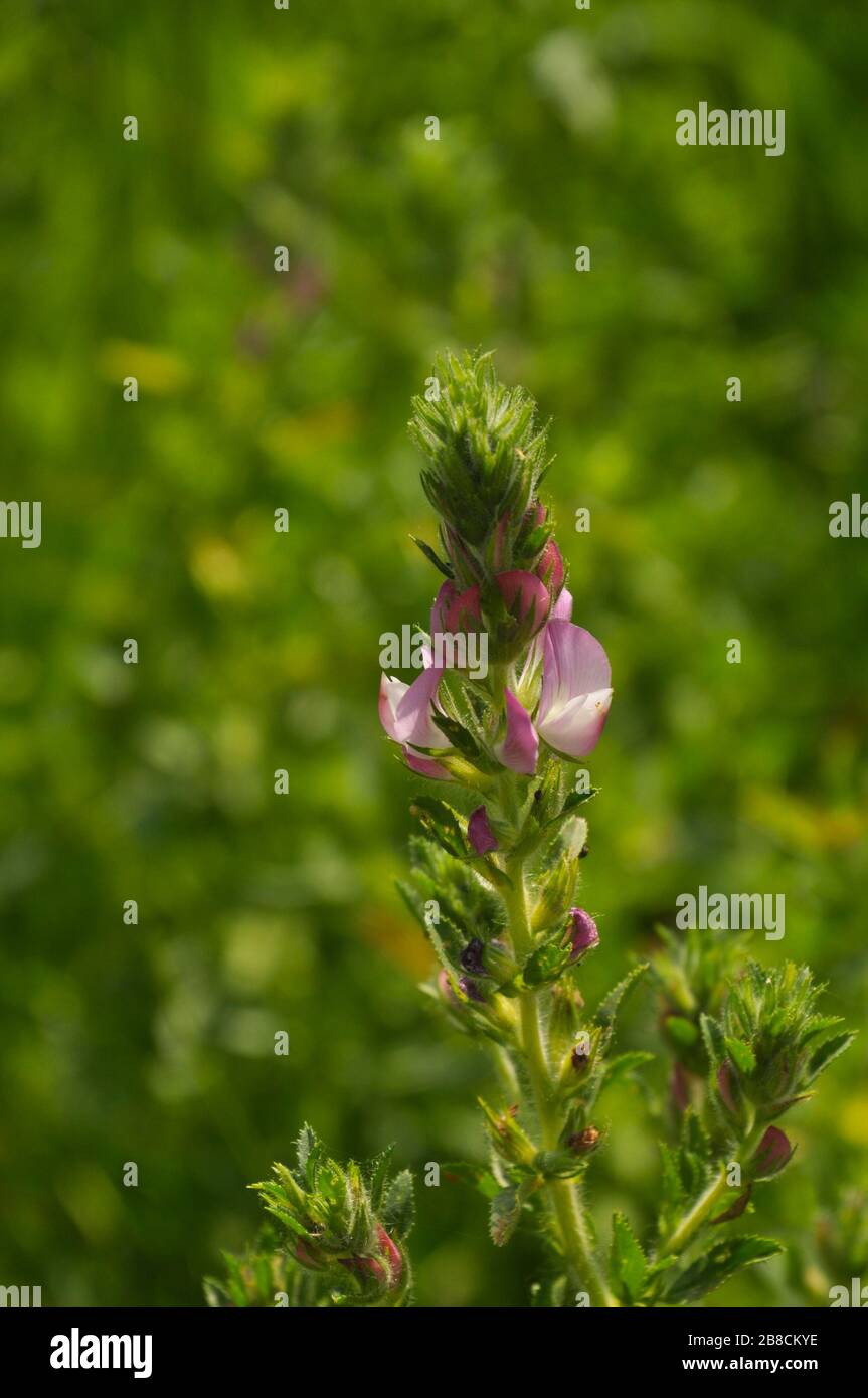 Closeup of restharrow plant with flowers and buds in the middle of summer. Stock Photo