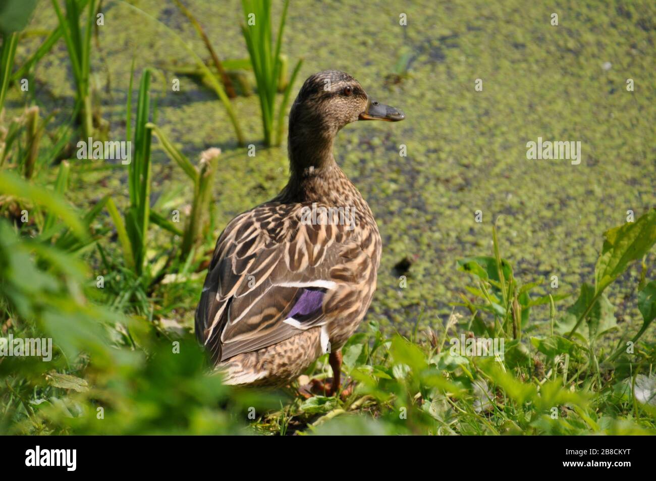 A cute female mallard duck on the pond's bank. Stock Photo