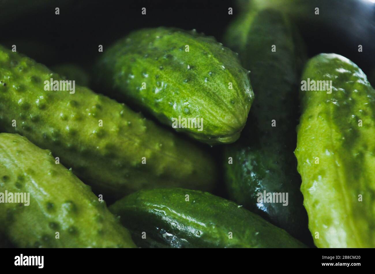 A bunch of green tasty cucumbers with pimples Stock Photo