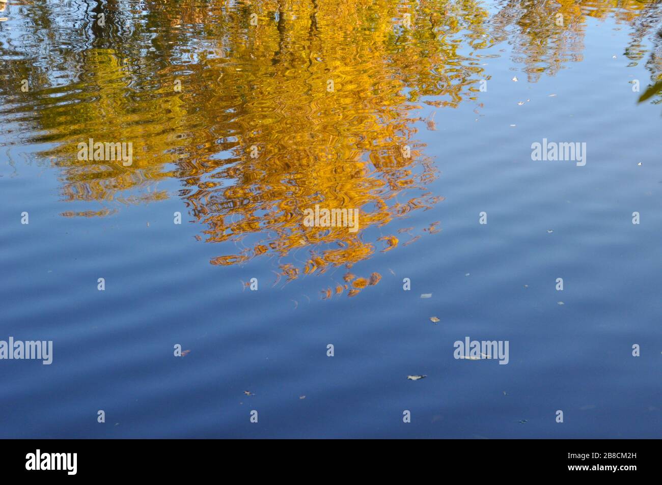 Reflection of trees with bright yellow autumn leaves in water. Stock Photo