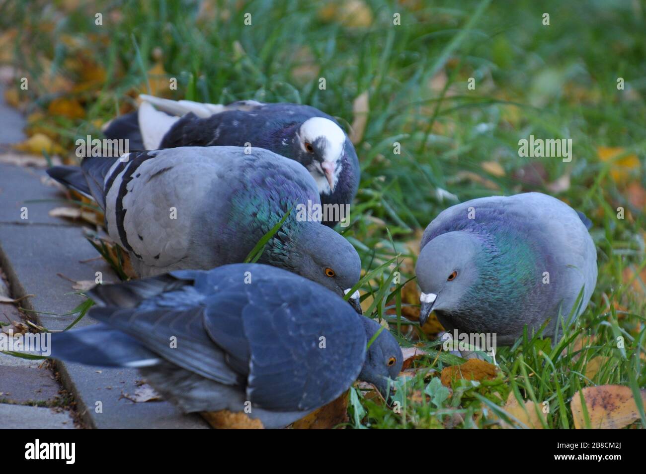 A several pigeons are looking for food in grass. Closeup. Early autumn. Stock Photo