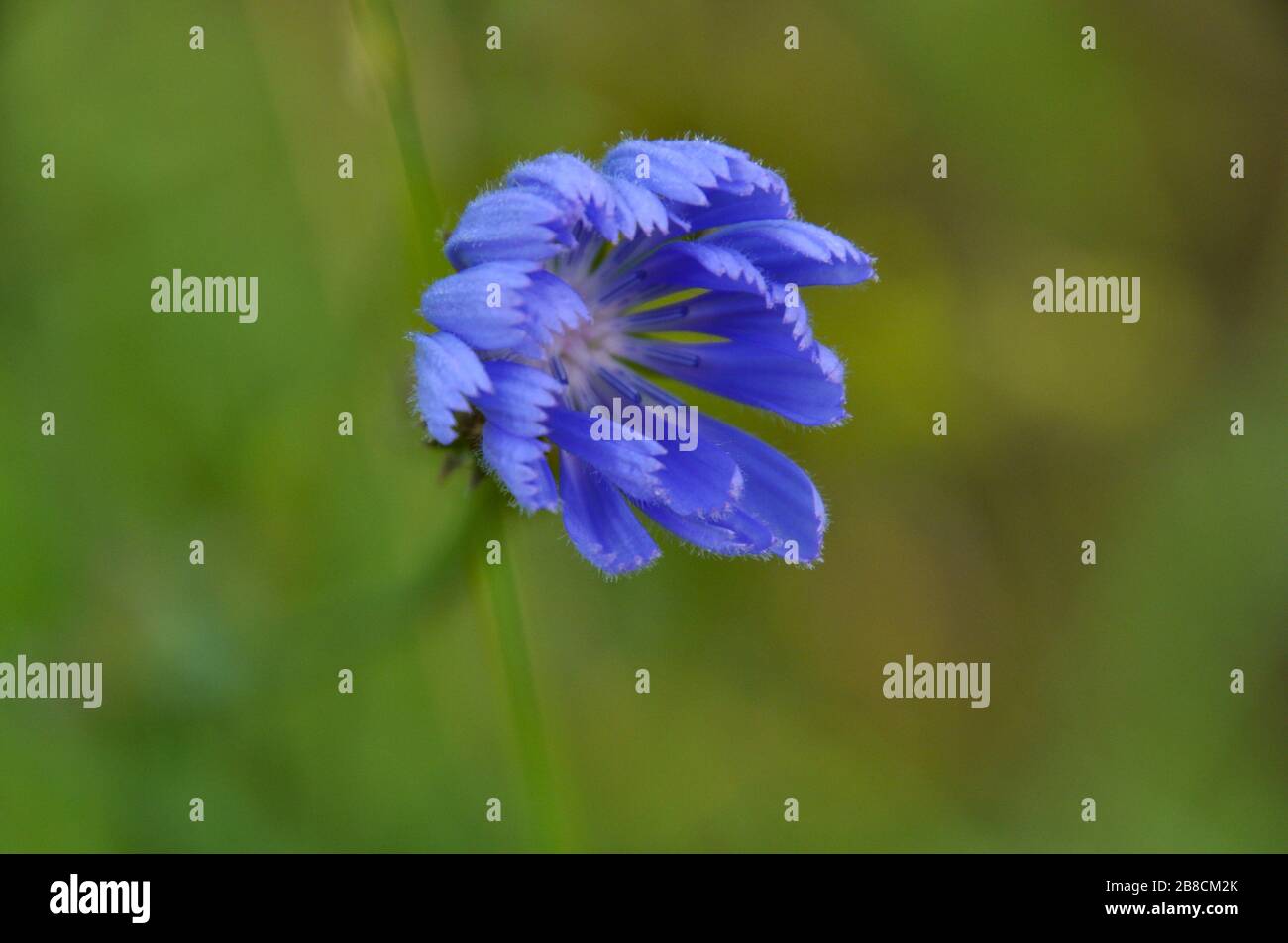 Close-up of common chicory (cichorium intybus) flower in the summer morning. Stock Photo
