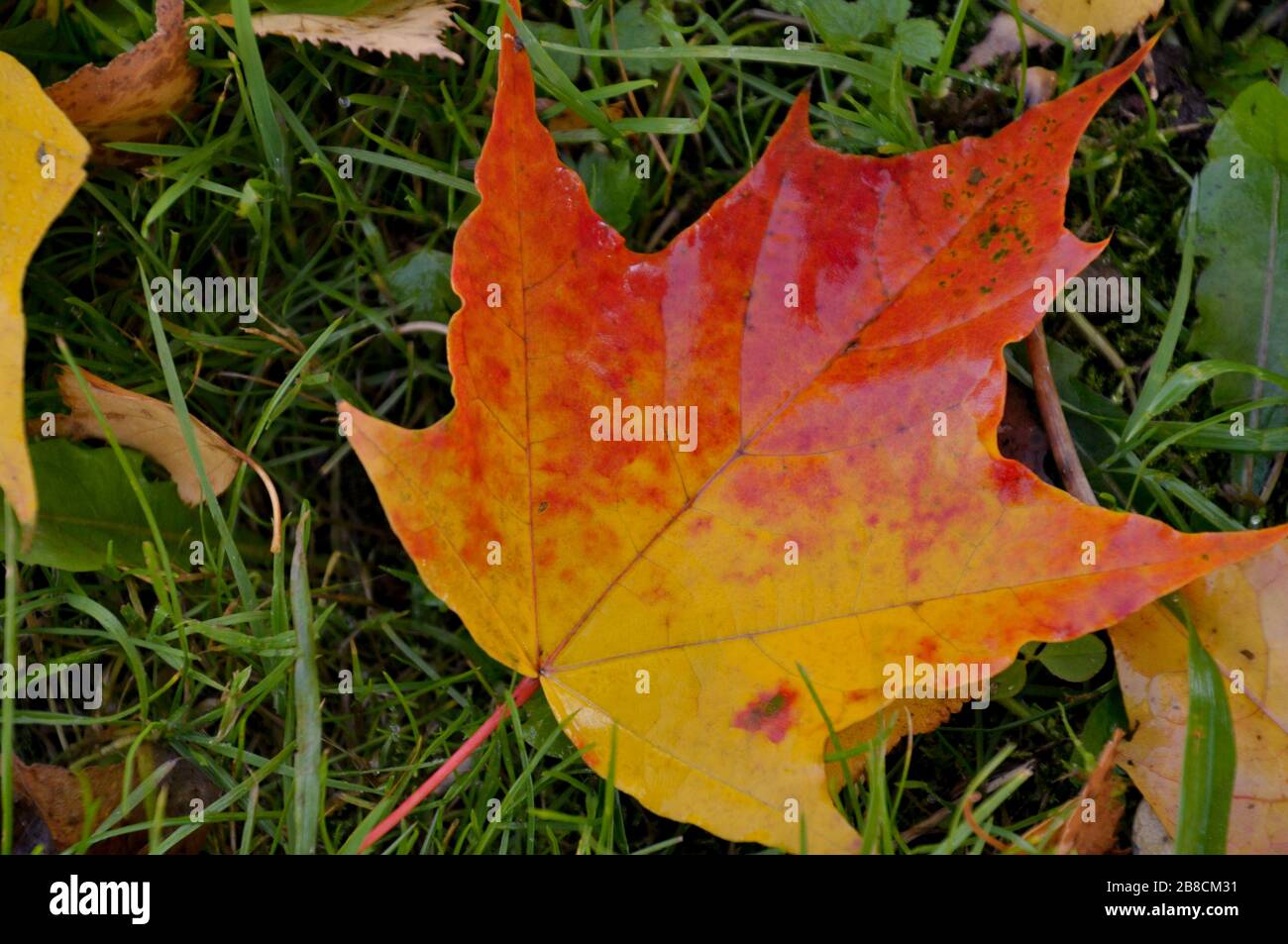 Close-up of colorful autumn maple leaf in the grass. Stock Photo