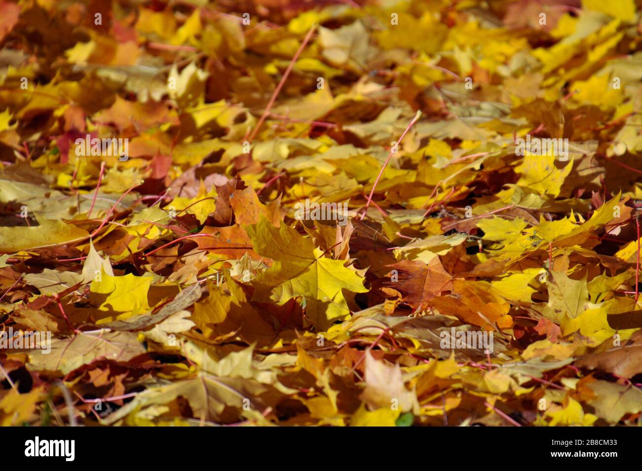 A lot of bright yellow and orange autumn fallen maple leaves on the ground. Closeup. Stock Photo