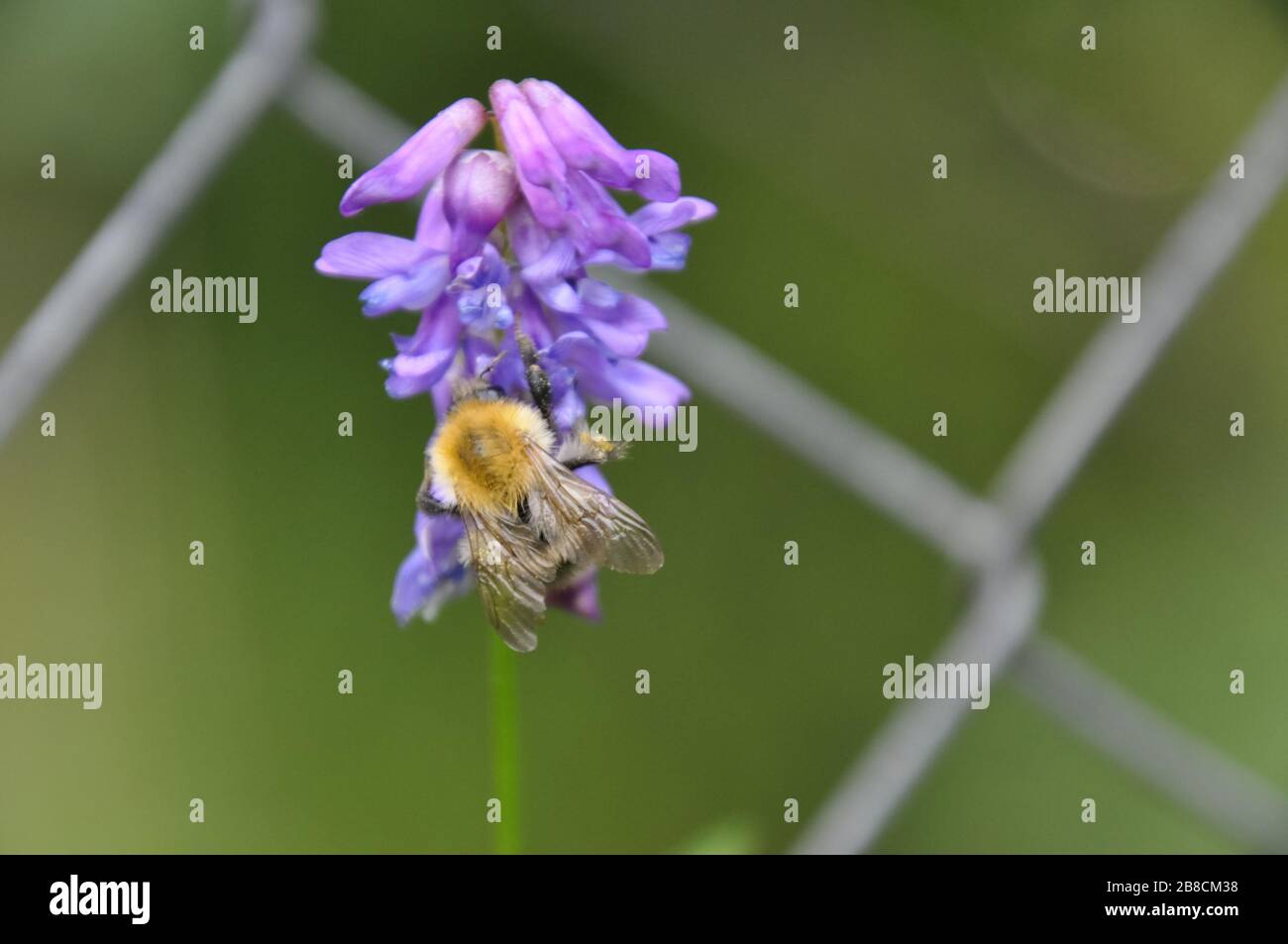 A bombus pascuorum (common carder bee) bumblebee is pollinating a wildflower. Stock Photo