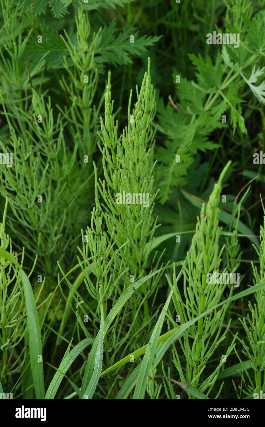 Meadow horsetail (shade horsetail) plants closeup. Summer. Stock Photo