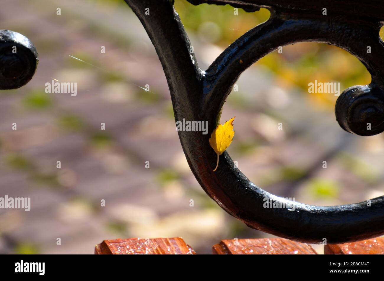 A small fallen yellow birch leaf on the forged figured armrest of the park bench. Stock Photo